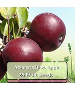 25 Arkansas Black Apple Tree Seeds | Heirloom Fruit Tree Seeds for Home ... - $16.27 CAD