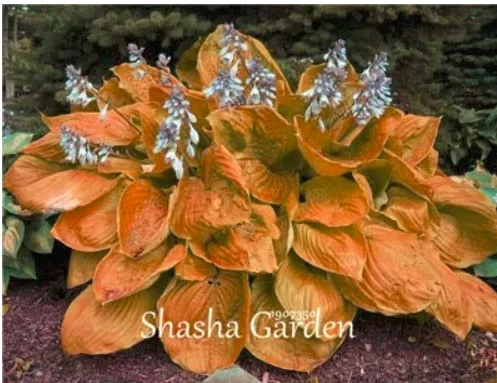 From US 200 pcs ORANGE seeds Hosta Fragrant Lily Flower Garden Ground Non GMO - £6.28 GBP