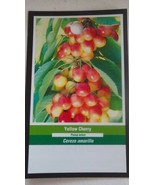 4&#39; Live Yellow Cherry Tree Sweet Fruit Cherries Trees Plants Garden Plant - $96.95