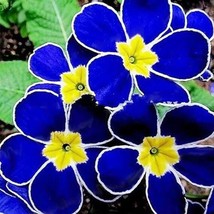 20 Evening Primrose Flower Seeds For Spring Summer Blue Yellow White Colorful F  - $13.99