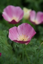 40 Purple Gleam Eschscholzia Poppy Seeds Mix Flower Reseeding Annual Papaver - £14.32 GBP