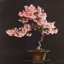 Mini Bonsai Sakura Flower - 10 Seeds - $7.77