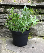 Sweet Woodruff Live Plant in 3.5&quot; Pot – Shade-Loving Ground Cover - $29.90