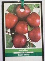 MORRIS PLUM 4-6 F Fruit Tree Plums Plant Plums Trees Ship to all 50 Stat... - £112.24 GBP