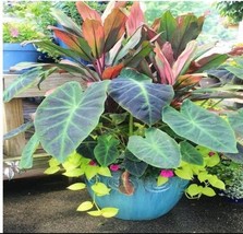 Caladium Selling Perennial Flowersthe And Beautify In Balcony Seeds Garden Fresh - $8.26