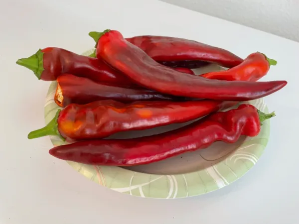 50+ Hot Big Jim Chili Pepper Seed Non Gmo Open Pollinated Heirloom Fresh Garden  - $6.98