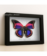 Prepona Praeneste Confusa RARE Butterfly Framed Entomology Collectible S... - $158.99