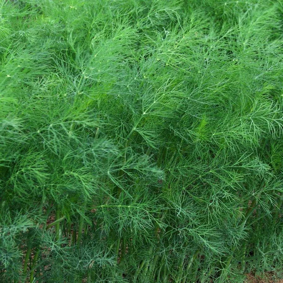 Dill Mammoth Long Island Anethum Graveolens Herb Spice 500 Seeds - £7.55 GBP
