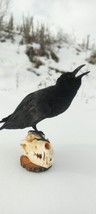 THE CROW TAXIDERMY FREE SHIPPING - £233.62 GBP