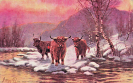 Highland Cattle On The Palnure SCOTLAND~1906 Postcard - £7.91 GBP