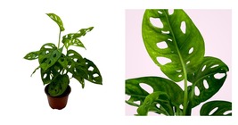 Swiss Cheese Plant, Monstera Adansonii, in a 4 inch pot, split-leaf philodendron - £35.58 GBP