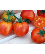 Isis Candy Cherry Tomato Seeds Delicious Juicy Summer Spring Fast US Shi... - $20.85 CAD