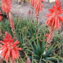 USA Seller Krantz Aloe Seeds Aloe Arborescens Packet Of 10 Seeds Free Shipping - £14.18 GBP