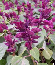 150 Salvia Seeds Vista Purple Flower Seeds Garden Starts Nursery - Garde... - $49.99