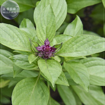 BELLFARM Heirloom Thai Siam Queen Basil Seeds, 20 Seeds, Large, lush green leave - £2.78 GBP
