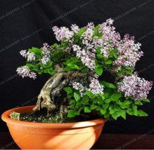 50 Bonsai Lilac Plant Japanese Lilac Extremely Fragrant Clove Flower Bonsai Lila - $5.90