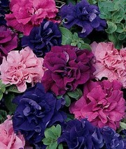 VP Double Red Pink Purple Mix Petunia Containers Hanging Baskets 50 Seeds - £5.75 GBP