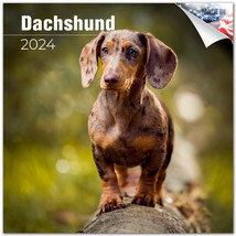 DACHSHUND Wall Calendar 2024  Animal DOG PET Lover Gift - £19.45 GBP