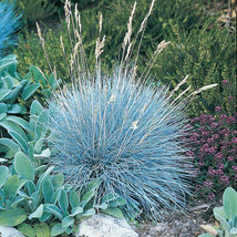 50 Seeds Festuca Fescue Blue Oramental Grass Perennial Flower  - £13.15 GBP