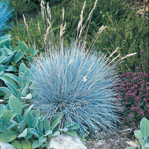 50 Seeds Festuca Fescue Blue Oramental Grass Perennial Flower  - £13.09 GBP