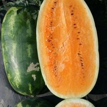 35 Pcs Watermelon Seeds Heirloom Tendersweet Orange Watermelon Seed - $13.56