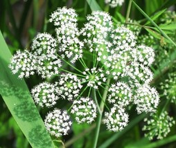 200 Angelica sinensis Seeds - Dong Quai Chinese Female Ginseng Perennial... - £11.70 GBP