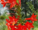 Standing Cypress 100 Seeds Fast Shipping - $7.99