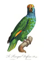 Blue-Cheeked Amazon, Amazona Dufresniana - 1800&#39;s - Francois Levaillant ... - $11.99