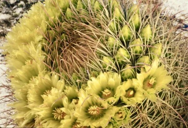 California Barrel Cactus Ferocactus Cylindraceus 100 Seeds 2023 Usa Gard... - $17.98