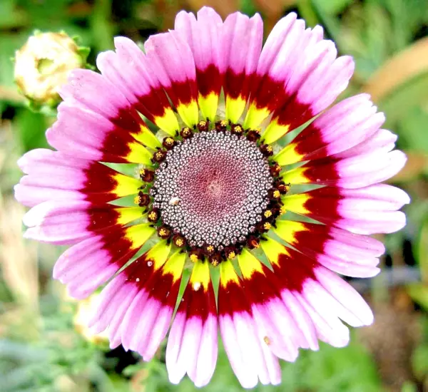 New Fresh 1000 Painted Daisy Mix Seeds Huge Flowers Butterflies Bees Bri... - $15.88