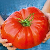 HS  50 Seeds Big Boy Tomato HSirloom Tomatoes Juicy Vegetable Garden - $4.56