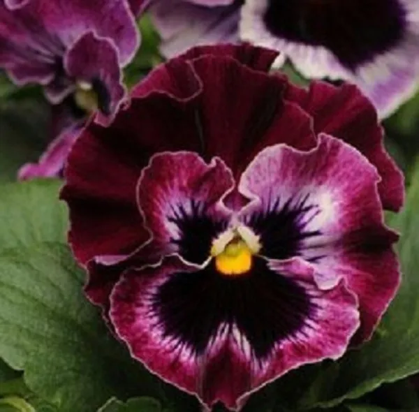 Mpb 3 Pansy Seeds Frizzle Sizzle Raspberry Flower Seeds 50 Seeds Garden - £9.43 GBP