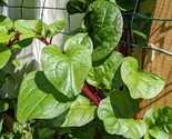 25 Red Malabar Spinach Alugbati Vietnamese Spinach Pui Poi Shak Seeds Fa... - $8.99