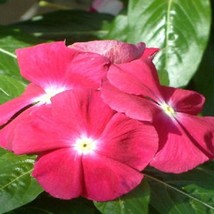 Vinca Seeds 50 Seeds Vinca Sunsplash Cherry Gardening USA Shipping - $12.39