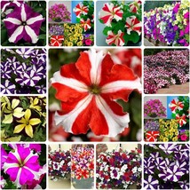 100 Seeds Mixed Petunia Flower Nourish Your Soil With Organic Planting Seeds - $15.98