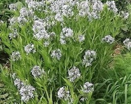 USA Seller 10 Shining Bluestar Ozark Or Showy Blue Star Amsonia Illustris Flower - £11.12 GBP