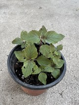 Shiso Plant With Pot Shiso Perilla Beefsteak Plant Green Purple Live Plant USA S - £36.07 GBP