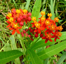 200 Tropical Milkweed Seeds (Asclepias Curassavica) Exotic Butterfly Flo... - £11.04 GBP