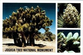 Yucca Trees In Bloom Joshua Tree California Postcard - £4.07 GBP