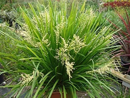 Lomandra longifolia Breeze Large Plant Dwarf Mat Rush - £50.13 GBP