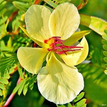 200 Yellow Partridge Pea Seeds Native Wildflower - £5.98 GBP