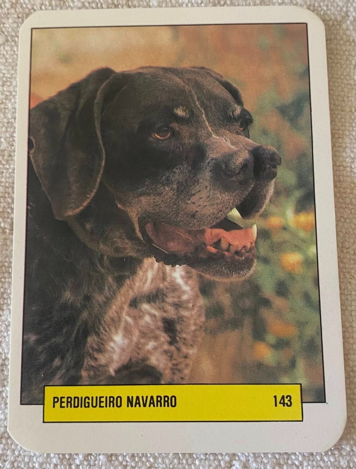 ⭕⭕VTG pocket calendar 1993 DOGS MANIL PERDIGUEIRO NAVARRO N143 - $4.46