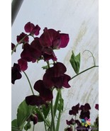 LD 50 Montpellier Sweet Pea Seeds Fast Growing - $253.57 MXN