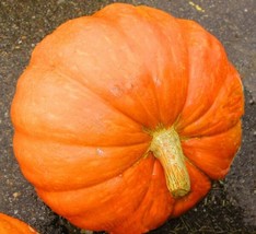 Big Max Pumpkin Seeds 10 Vegetable Avg Weight 50 100 Lbs Home Garden - £4.67 GBP