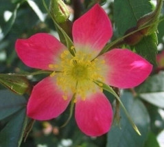 FROM US 20 Seeds Rosa Rubrifolia Glauca (Redleaf Rose) GV18 - £27.14 GBP