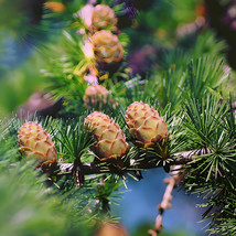 50 Seeds Larch Seeds Green Noodles Series Heirloom Larix Evergreen Tree Fresh - £3.71 GBP