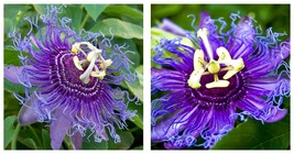 Starter Plant Maypop Passiflora Passiflora Incarnata Butterfly Heaven! - £34.65 GBP