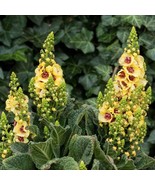 Mullein Seeds Pack - Verbascum Flower, Choose 100/400/2000 - Grow Your H... - £4.79 GBP