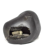 Varaha Shaligram / Lakshmi - Gandaki River Nepal - $206.14 CAD