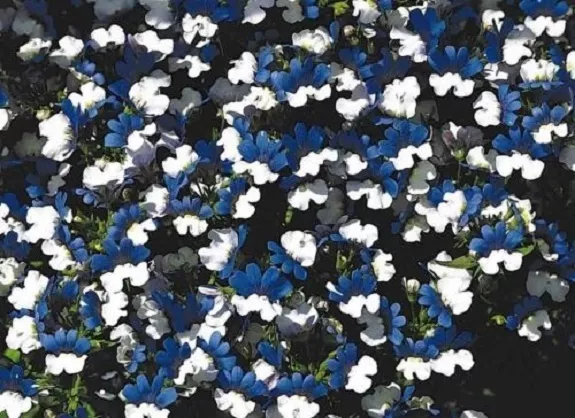 40 Nemesia Klm Blue And White Bicolor Flower Seeds New Fresh Seeds - £16.06 GBP